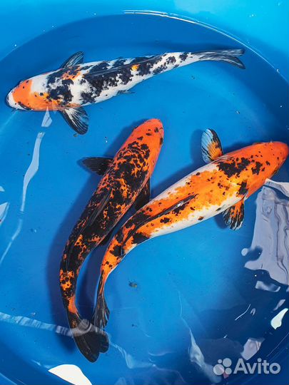 Карпы кои доставка по России