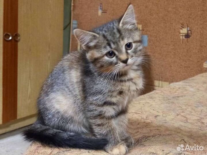 Курильский бобтейл