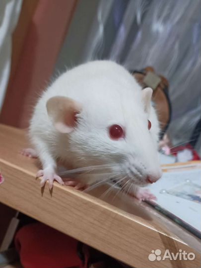 Крыса вместе с клеткой