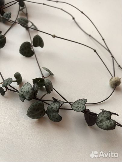 Циропегия вуда