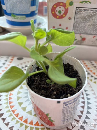 Петуния ампельная махровая