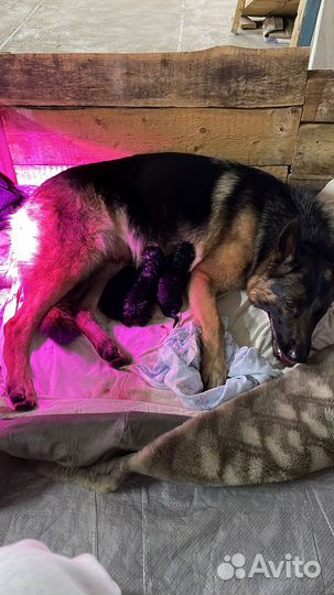 Инструктор по вязке собак