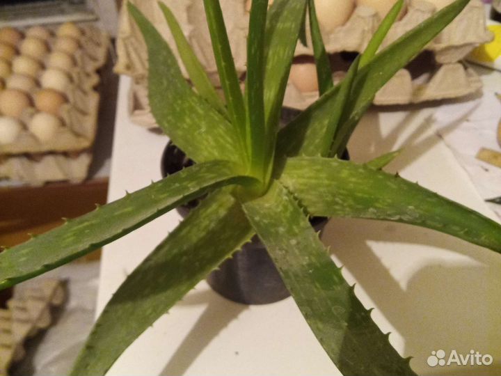Алоэ, алоэ-вера, педилантус,фикус, лук лечебный