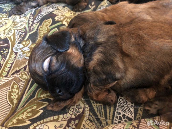 Щенки пекинеса