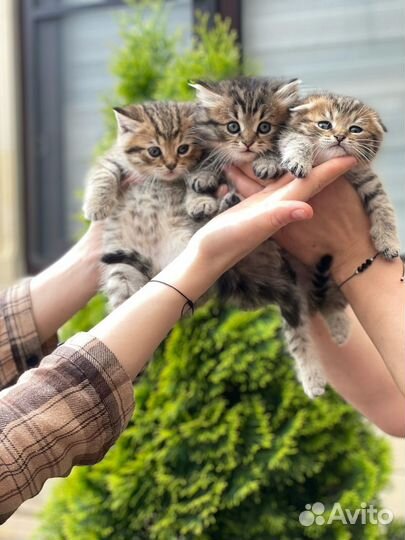 Котятя шиншила