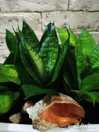 Сансивиерия