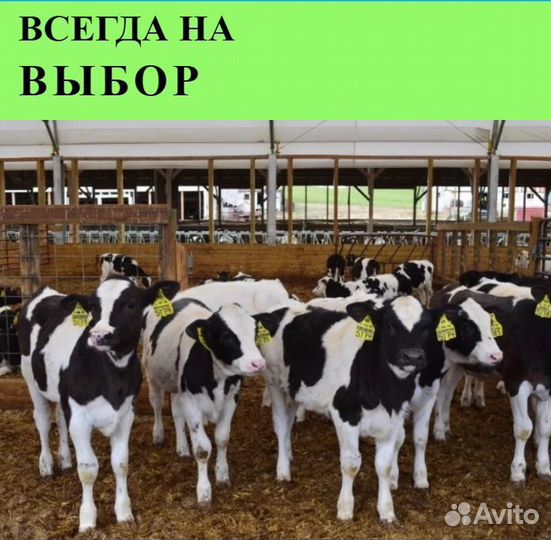 Бычки от месяца