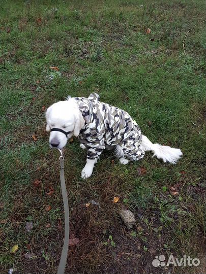 Комбинезон-дождевик для крупной собаки