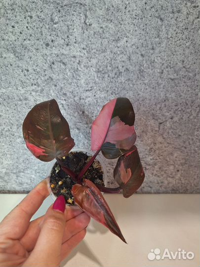 Филодендрон Pink Princes