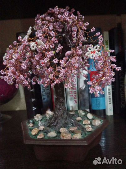 Сакура деревце