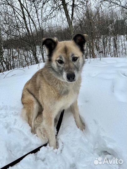 Собачка ждёт свою семью