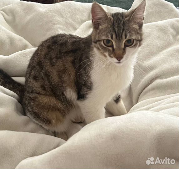Кошка подросток