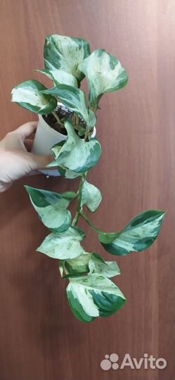 Эпипремнумы, сциндапсусы сортовые