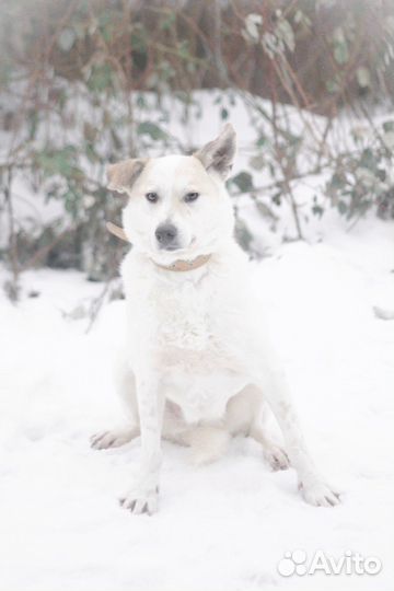 Собака в добрые руки Снежка ищет дом