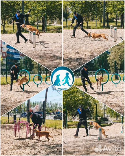 Дрессировка собак. Кинолог