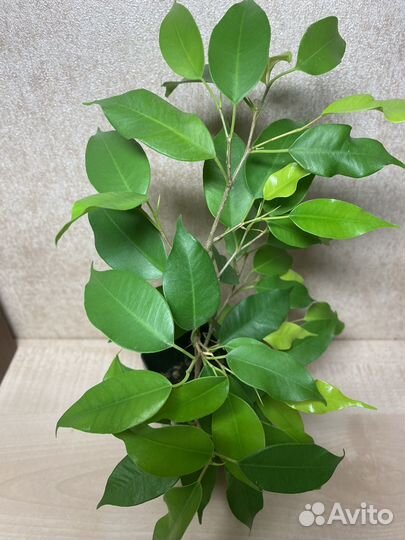 Фикус бенджамина