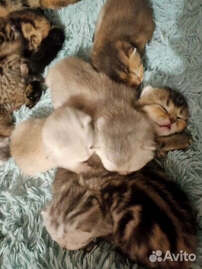 Шотландские вислоухие котята