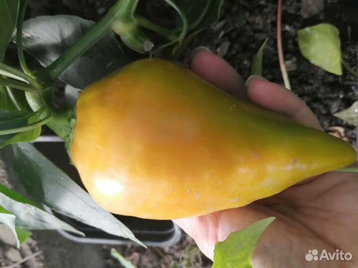 Семена Перец Леся и др сорта