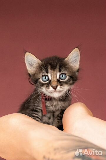 Котята от сибирской мамы — 1,5 месяца в дар