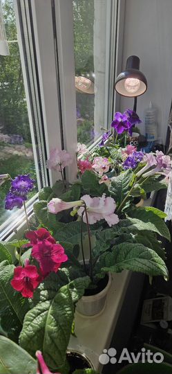 Стрептокарпусы