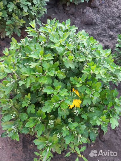 Хризантема Мультифлора, куст