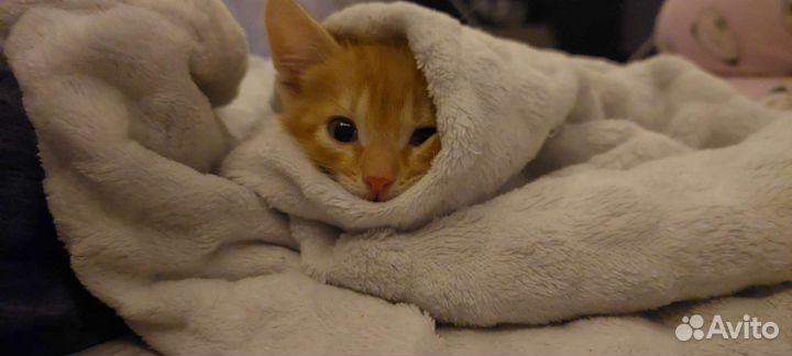 Котенок в дар бесплатно