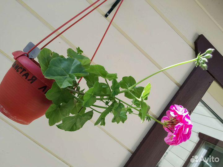 Пеларгония