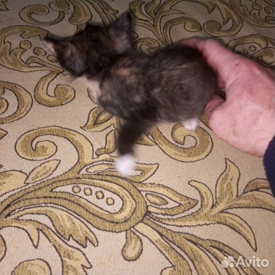 Кошки в добрые руки