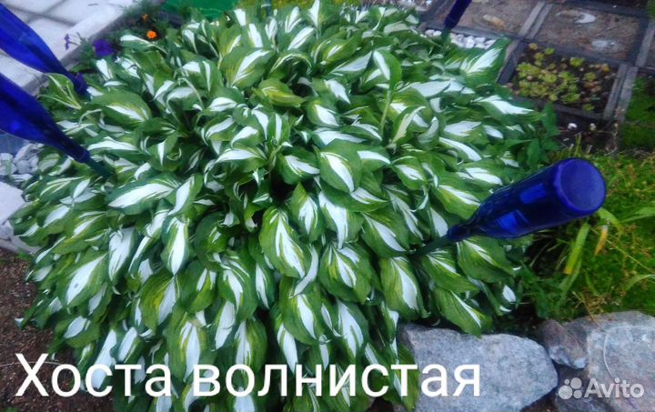 Хоста, Примула, Бадан, Купена, дицентра, Ирис