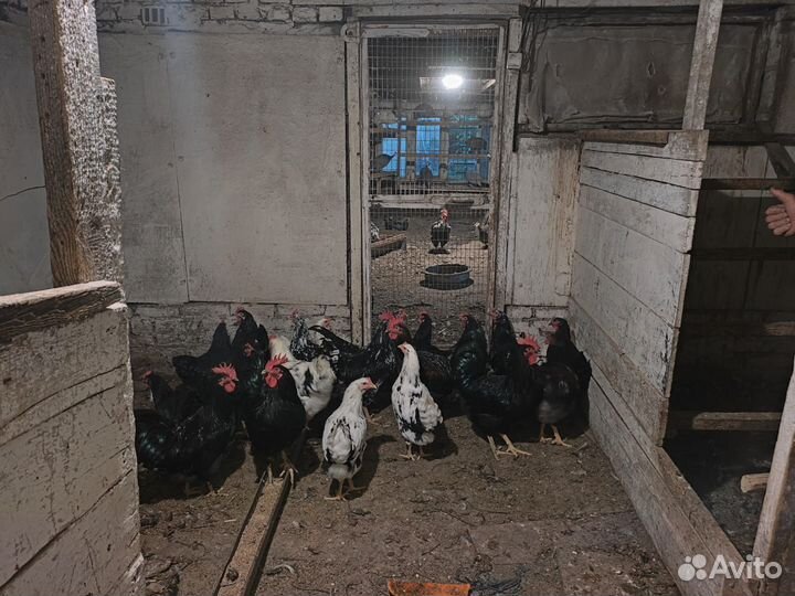 Цесарки, Петухи