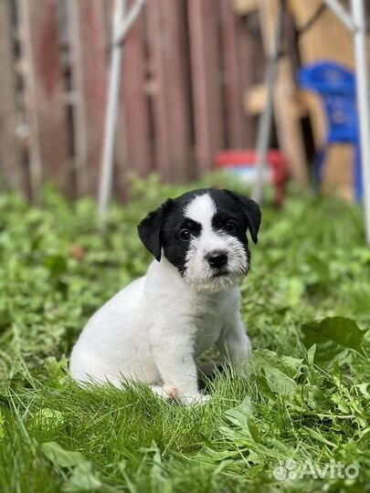 Щенки Джек Рассел терьер с документами
