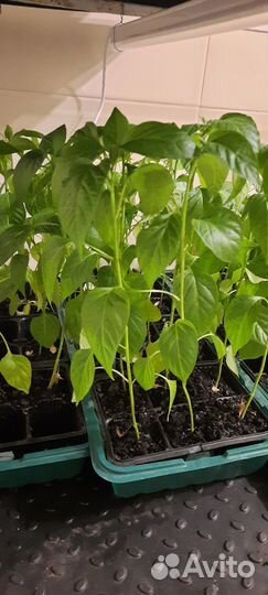 Рассада перцев