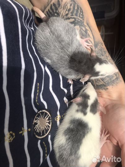 Ручные Крысята др 10 августа