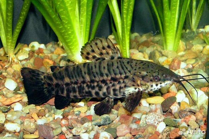 Сом таракатум