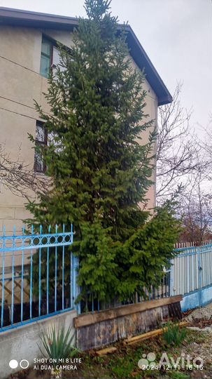 Продаётся ёлка