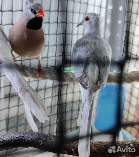 Бриллиантовые Горлицы