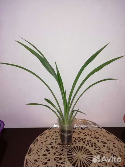 Хлорофитум