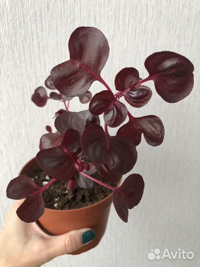 Ирезине хербста