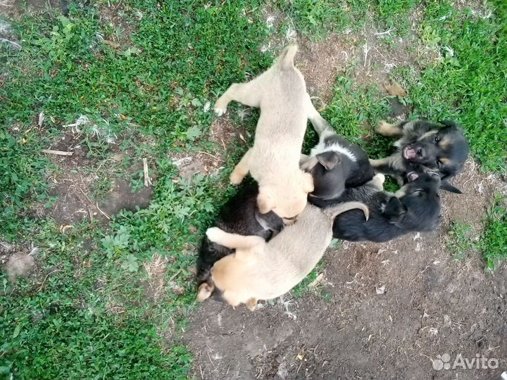 Щенки в добрые руки