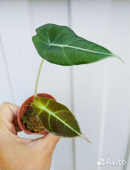 Алоказия black velvet