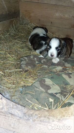 Собака в добрые руки отдам бесплатно