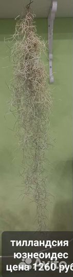 Тилландсия