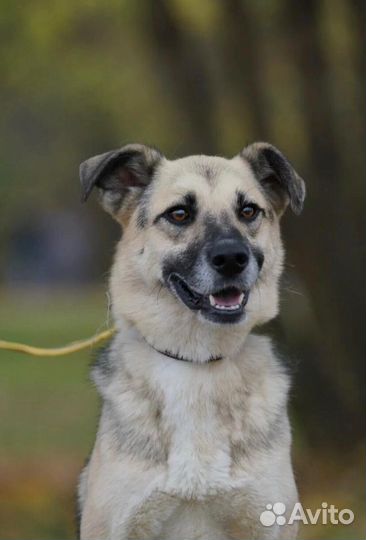 Я буду самым верным. Возьми меня