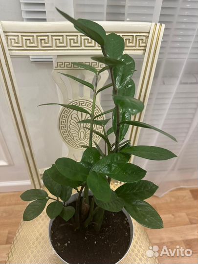Замиокулькас комнатное растение