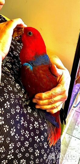 Благородный попугай, эклектус