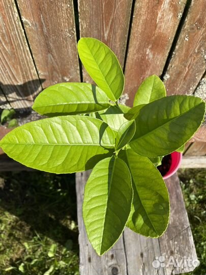 Апельсин (плодоносящее цитрусовое дерево)