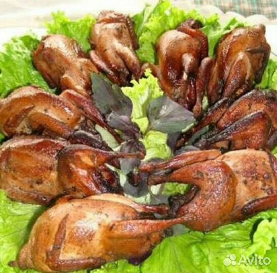 Перепела домашние