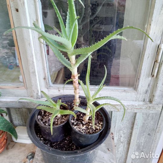 Алоэ лечебный