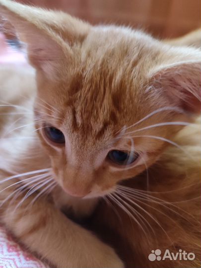 Кот мышелов