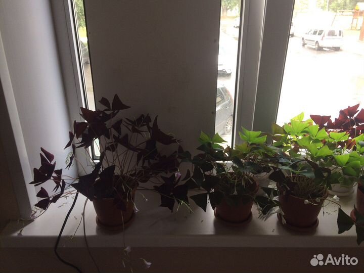 Комнатные цветы кислица